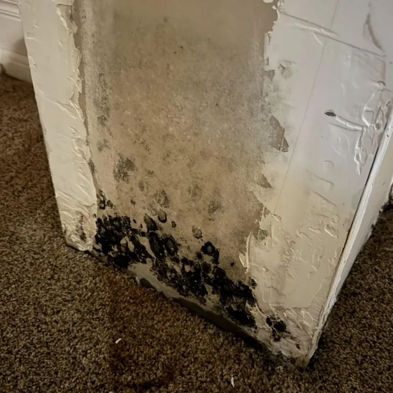 Professional Mold Removal in Ashland, MS